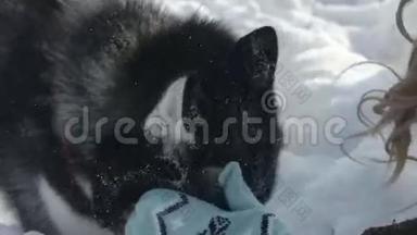 西伯利亚哈士奇在雪地里奔跑